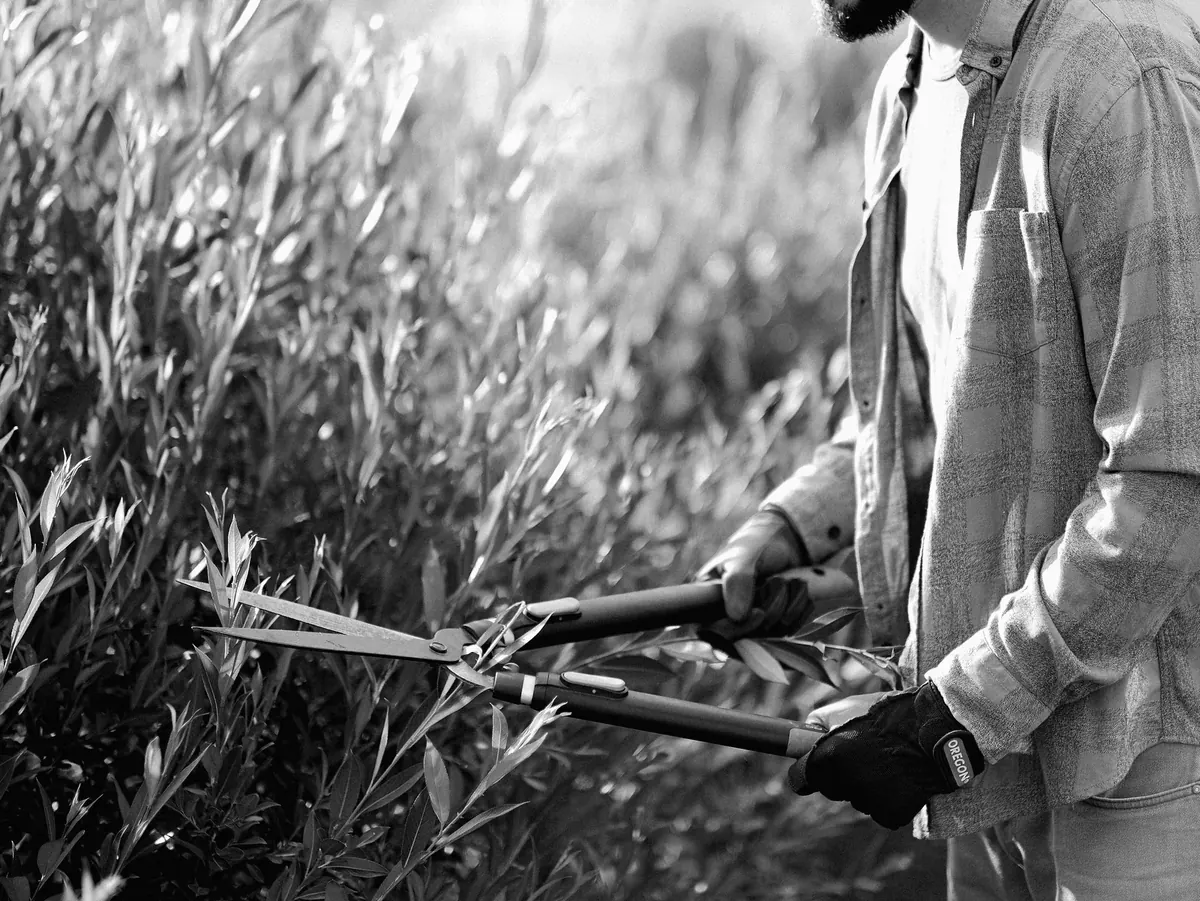Gloved hands closing a pair of hedge shears on new growth.